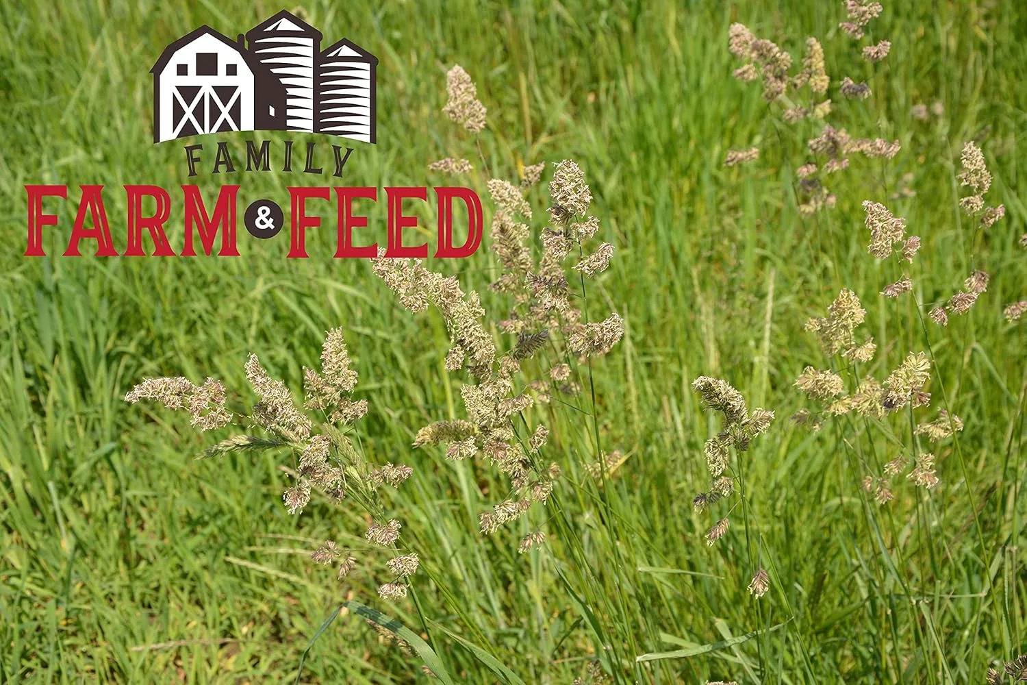 غذای علف تیموتی | حیوانات کوچک | جوان و بالغ | پلت | 1.3 کیلوگرم