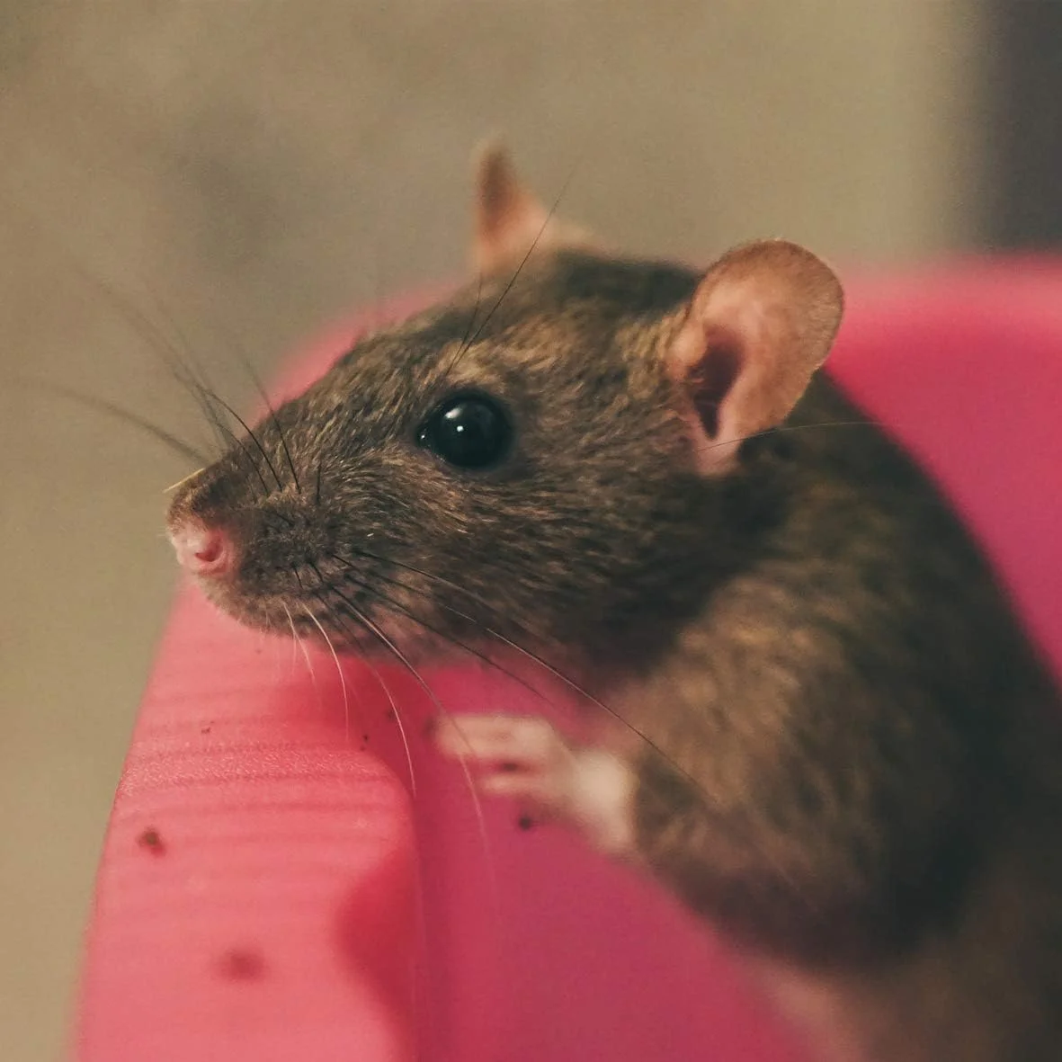 غذای جوندگان ممتاز 5 لیتری