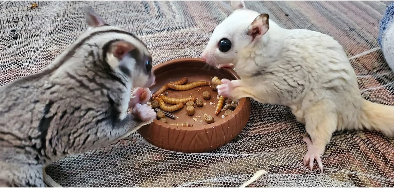 خوراک تشویقی کرم میل ورم اگزوتیک نوتریشن 55 گرم