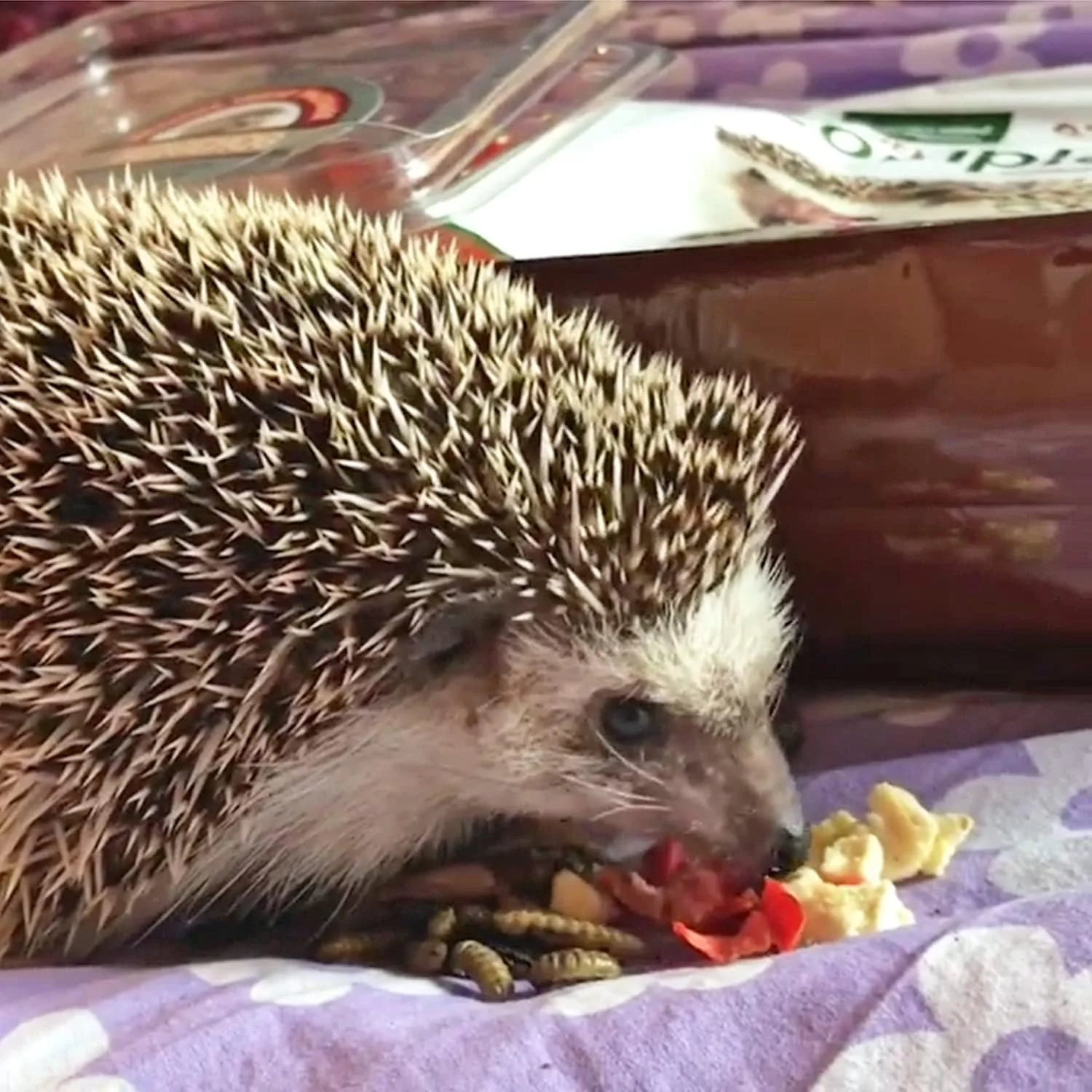 تغذیه اگزوتیک، مخلوط حشرات و سبزیجات برای حیوانات خانگی، 78 گرم