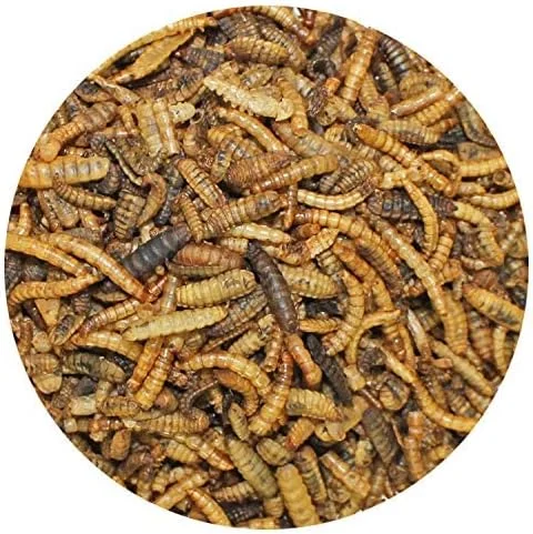 تغذیه اگزوتیک EZ-کرم ها 40 گرم