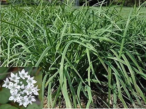 CRTGW 1 عدد پیازچه چینی Allium Tuberosum 280 بذر