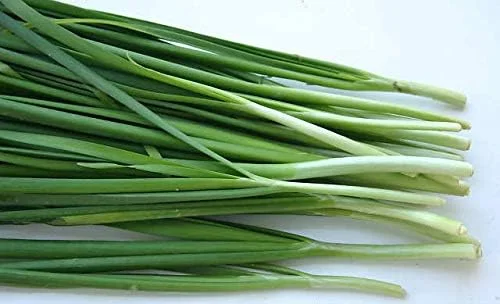 CRTGW 1 عدد پیازچه چینی Allium Tuberosum 280 بذر