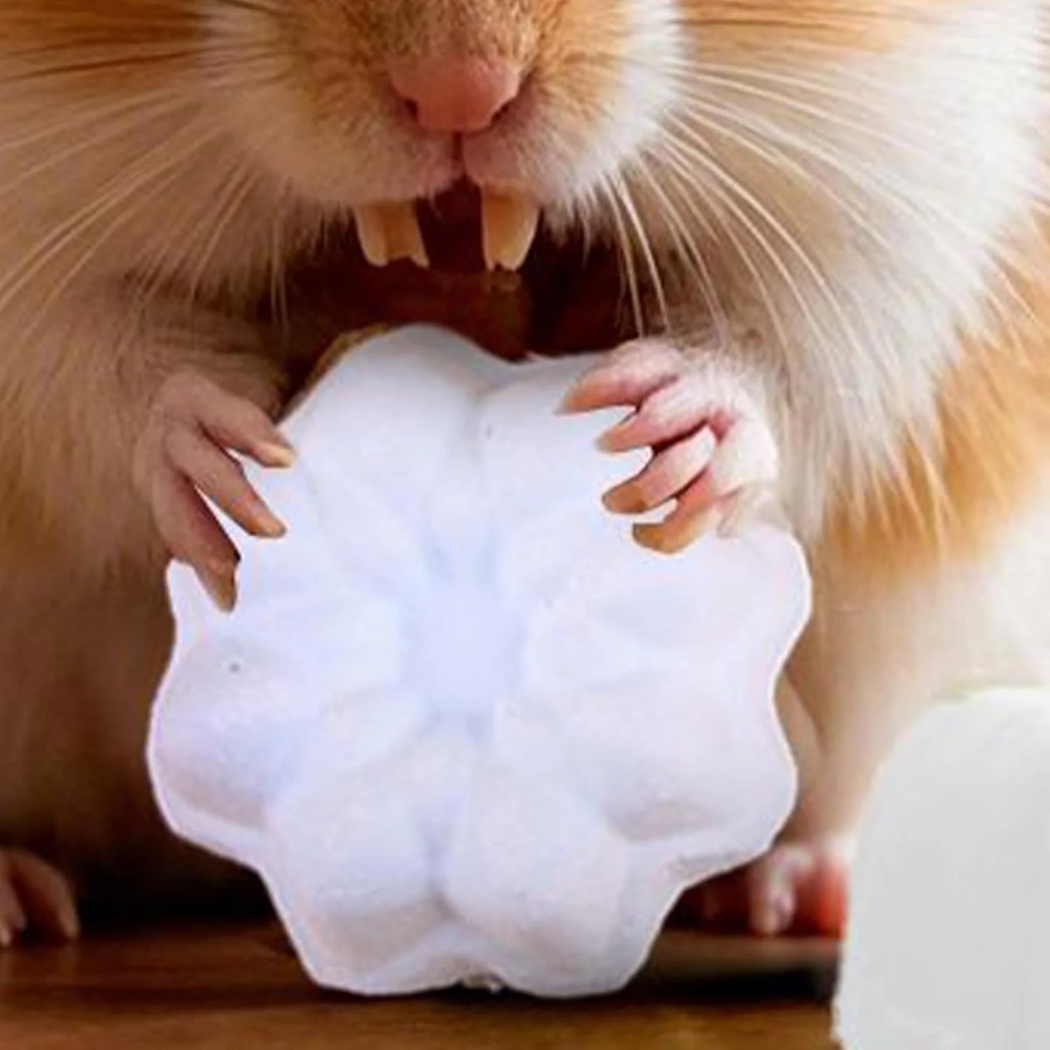 سنگ جویدنی برای چینچیلا، اسباب بازی همستر، سنگ ساییدنی با اشکال خلاقانه برای حیوانات کوچک مانند خرگوش، سنجاب و راسو