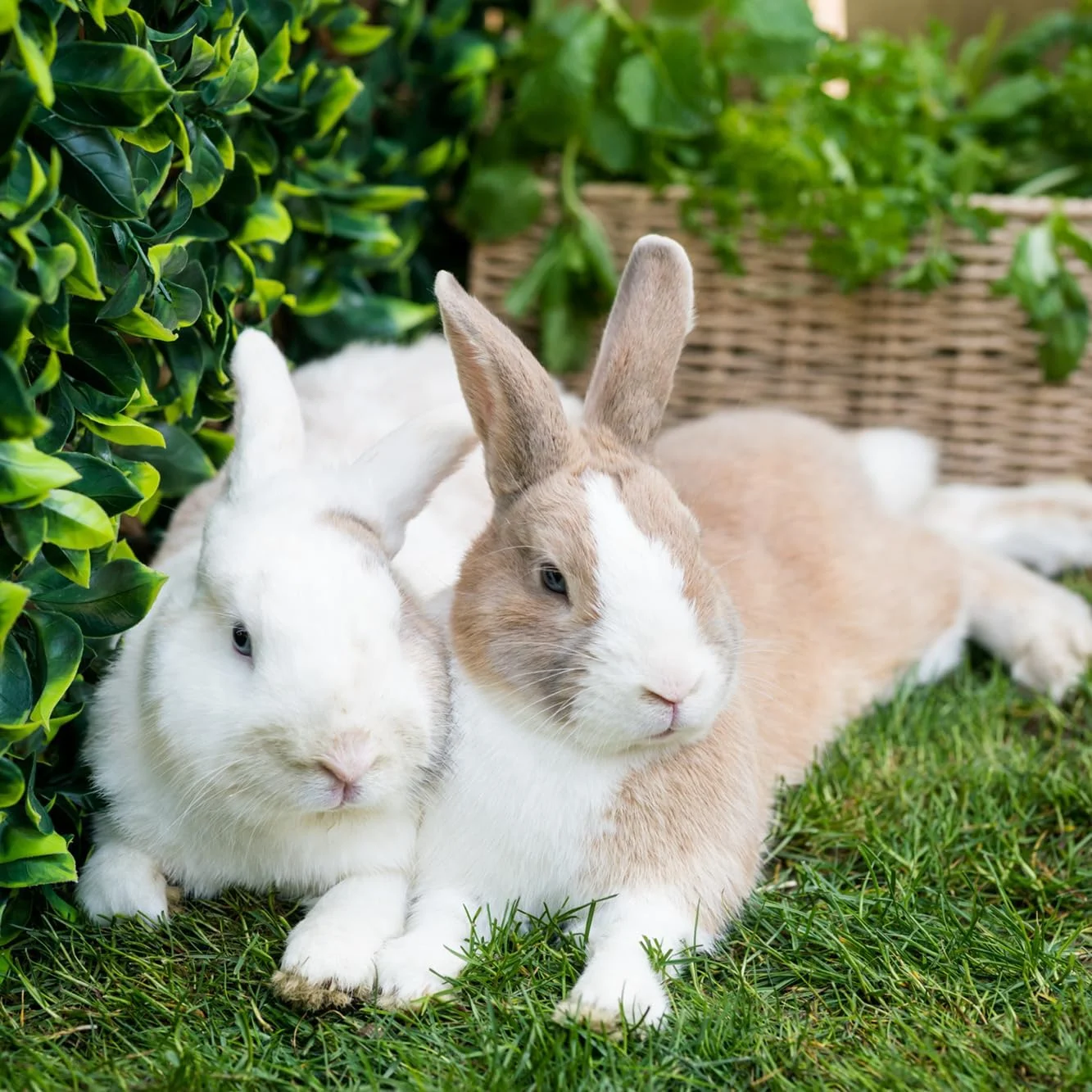 غذای کامل خرگوش بالغ Burgess Excel با طعم نعناع - 10 کیلوگرم