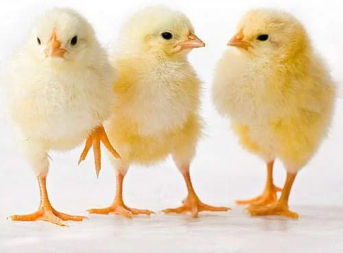 خوراک مرغ BIO BLOOMS AGRO INDIA PRIVATE LIMITED، ۵ کیلوگرم، مناسب رشد (۶-۲۰ هفته) - تغذیه کامل و متعادل برای رشد سالم - تمام مراحل زندگی، پولکی