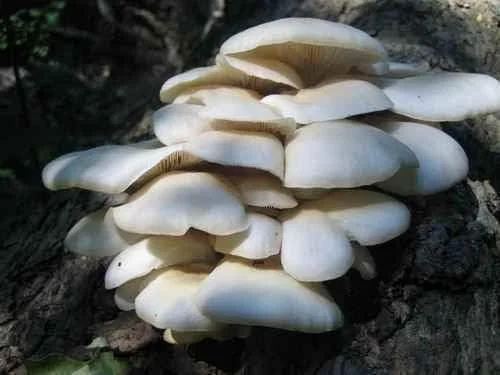 ۱۰ گرم: سفید صدفی، میسل خشک غلات اوکراین ۱۰ گرم یا ۳۰ گرم ۱۰ گرم: سفید صدفی، میسل خشک غلات اوکراین ۱۰ گرم یا ۳۰ گرم