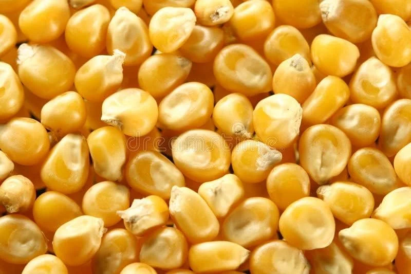 خوراک ذرت اسب ابروی / 1000 گرم / خوراک حیوانات زنده / ذرت / ذرت زرد گاوی / گاومیش / خوراک اسب خوراک ذرت اسب ابروی / 1000 گرم / خوراک حیوانات زنده / ذرت / ذرت زرد گاوی / گاومیش / خوراک اسب