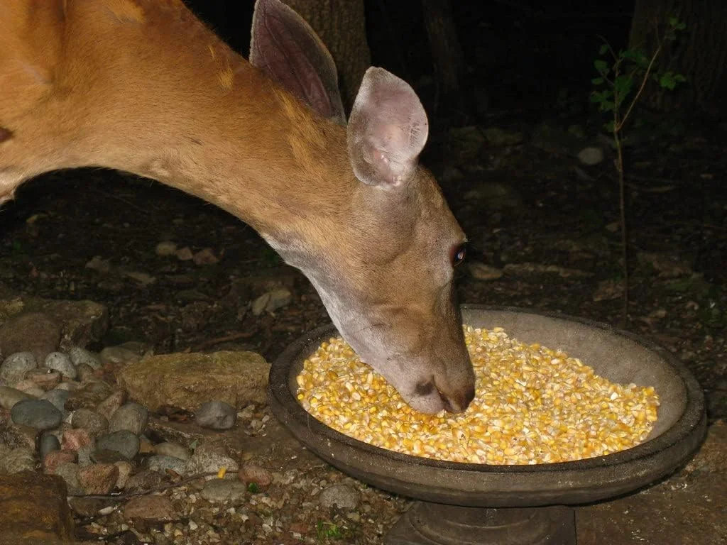 خوراک ذرت اسب ابروی / 1000 گرم / خوراک حیوانات زنده / ذرت / ذرت زرد گاوی / گاومیش / خوراک اسب خوراک ذرت اسب ابروی / 1000 گرم / خوراک حیوانات زنده / ذرت / ذرت زرد گاوی / گاومیش / خوراک اسب