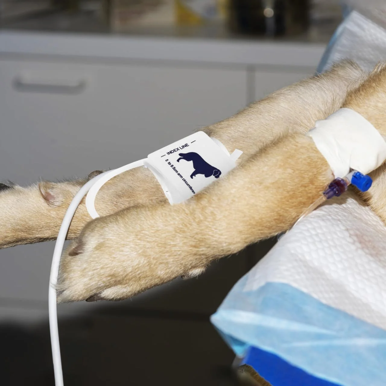 بازوبند فشار خون PartyKindom برای حیوانات، پارچه نبافته، نرم، راحت، ایمن برای نظارت بر فشار خون گربه ها، سگ ها و سایر حیوانات خانگی، استفاده آسان، کاربردی برای دامپزشکی