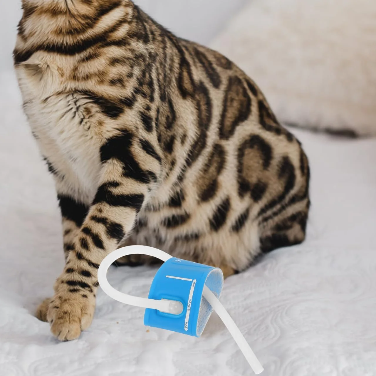 فشارسنج خون دامپزشکی برای حیوانات کوچک، کاف فشار خون حیوانات برای سگ ها و گربه ها، لوازم جانبی برای اندازه گیری دقیق فشار خون، سایز 2، آبی، TPU فشارسنج خون دامپزشکی برای حیوانات کوچک، کاف فشار خون حیوانات برای سگ ها و گربه ها، لوازم جانبی برای اندازه گیری دقیق فشار خون، سایز 2، آبی، TPU